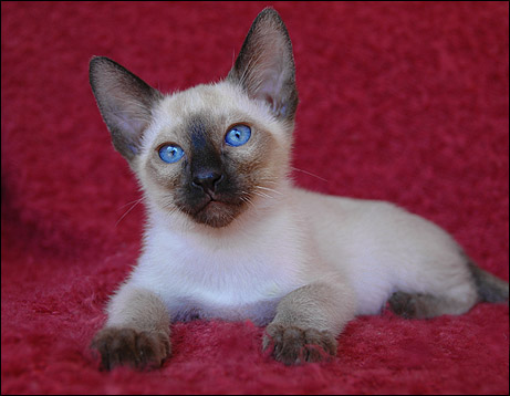 Heidi the Siamese Kitten