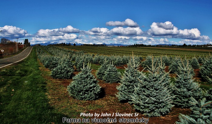 js Farma-na-Vianocne-stromceky