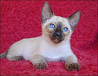 js Heidi the-Siamese-Kittena