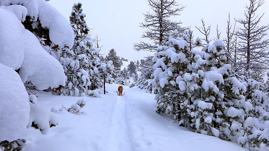 js Winter-Natural-Scenery