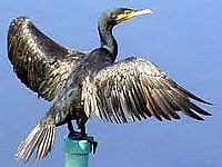 kormoran velky a