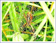 Zjesenieva sa. Foto: Dr. J. Sabo