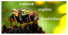 Výstava Z očí do očí je sprístupnená v Gemersko-malohontskom múzeu v Rimavskej Sobote