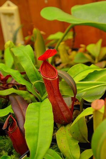 gp masozrav DSC 0068