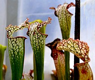 gp masozrav DSC 0277a