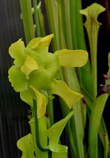 gp masozrav DSC 1497