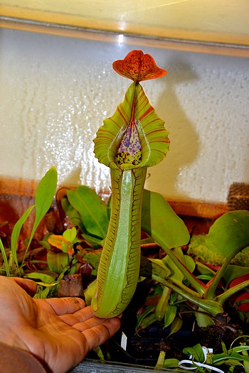 gp masozrav DSC 1677