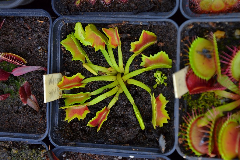 gp masozrav DSC 1924