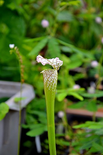 gp masozrav DSC 2084