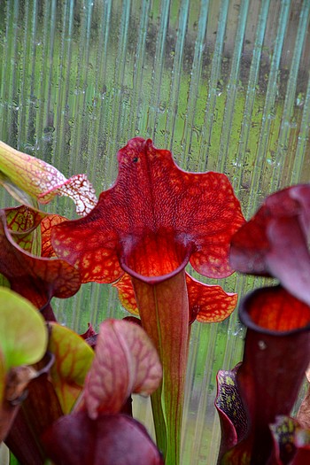 gp masozrav DSC 2104