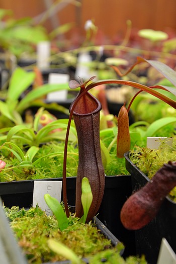 gp masozurav DSC 0069