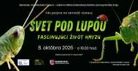 Svet pod lupou: Rimavská Sobota ukáže fascinujúci život 40-tisíc druhov hmyzu