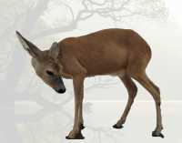 Predmet mesiaca jún v GMM – Srna lesná