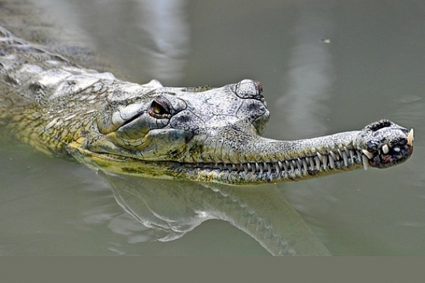 Gavial indický (Gavialis gangeticus)