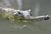 Gavial indický (Gavialis gangeticus)