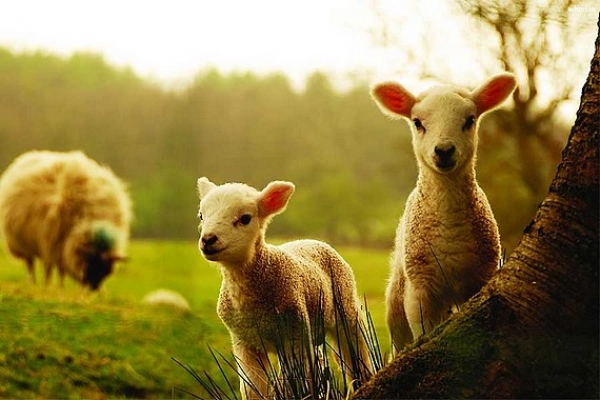 Veľkonočné jahňatá – slovenský paradox