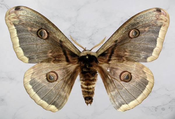 Nočný motýľ okáň hruškový (Saturnia pyri). Predmet mesiaca november