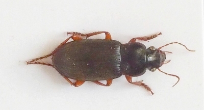 Behúnik plstnatý (Pseudoophonus rufipes) - predmet mesiaca september