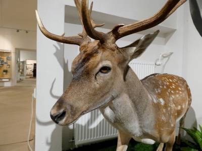 Akvizícia dermoplastického preparátu daniela škvrnitého v zbierkovom fonde GMM