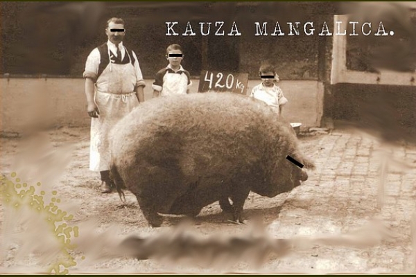 Kauza mangalica - o histórií a súčasnosti jedného z najpozoruhodnejších plemien ošípaných na svete