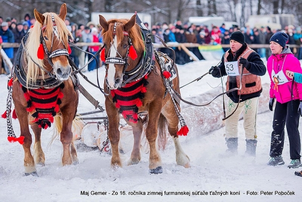 Pohľadnica zo Zimnej súťaže ťažných koní v blízkosti Hriňovej