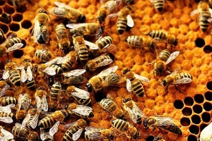 Farmička a Gemerské grúne, o. z. pripravili včelárske školenie o chove matiek a tvorby odložencov
